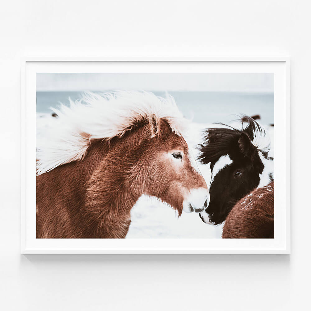 Icelandic Horses No. 2