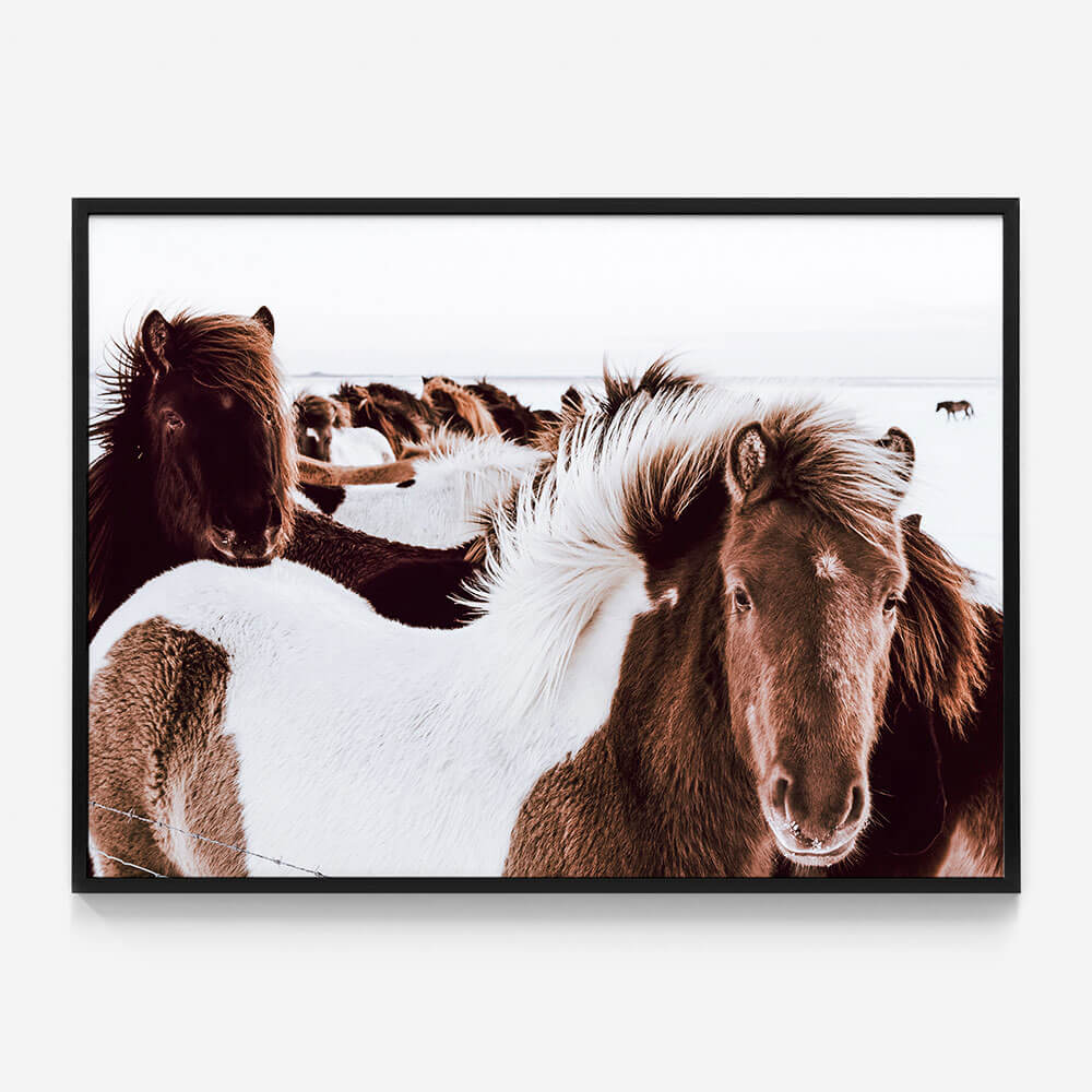Icelandic Horses