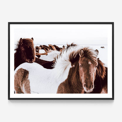 Icelandic Horses
