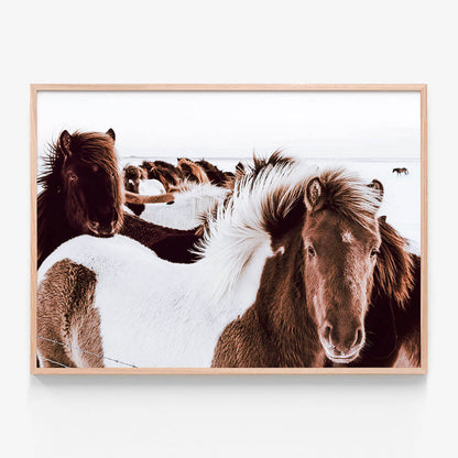 Icelandic Horses