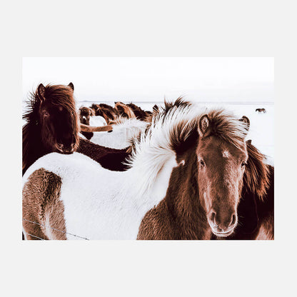 Icelandic Horses
