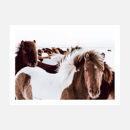 Icelandic Horses