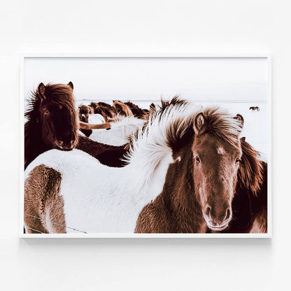 Icelandic Horses