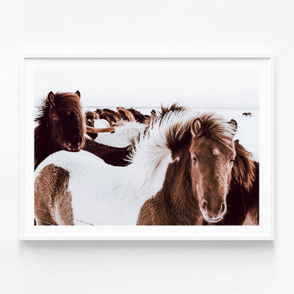 Icelandic Horses