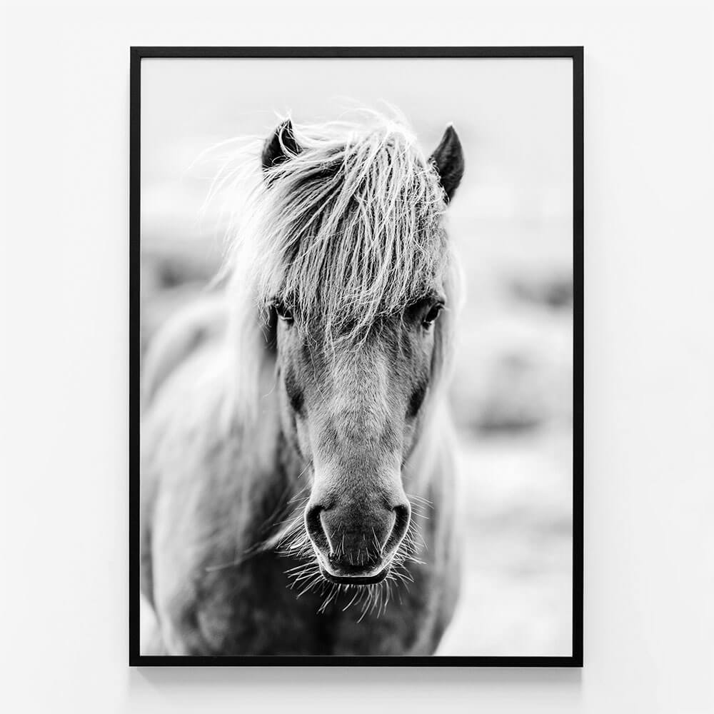Icelandic Portrait