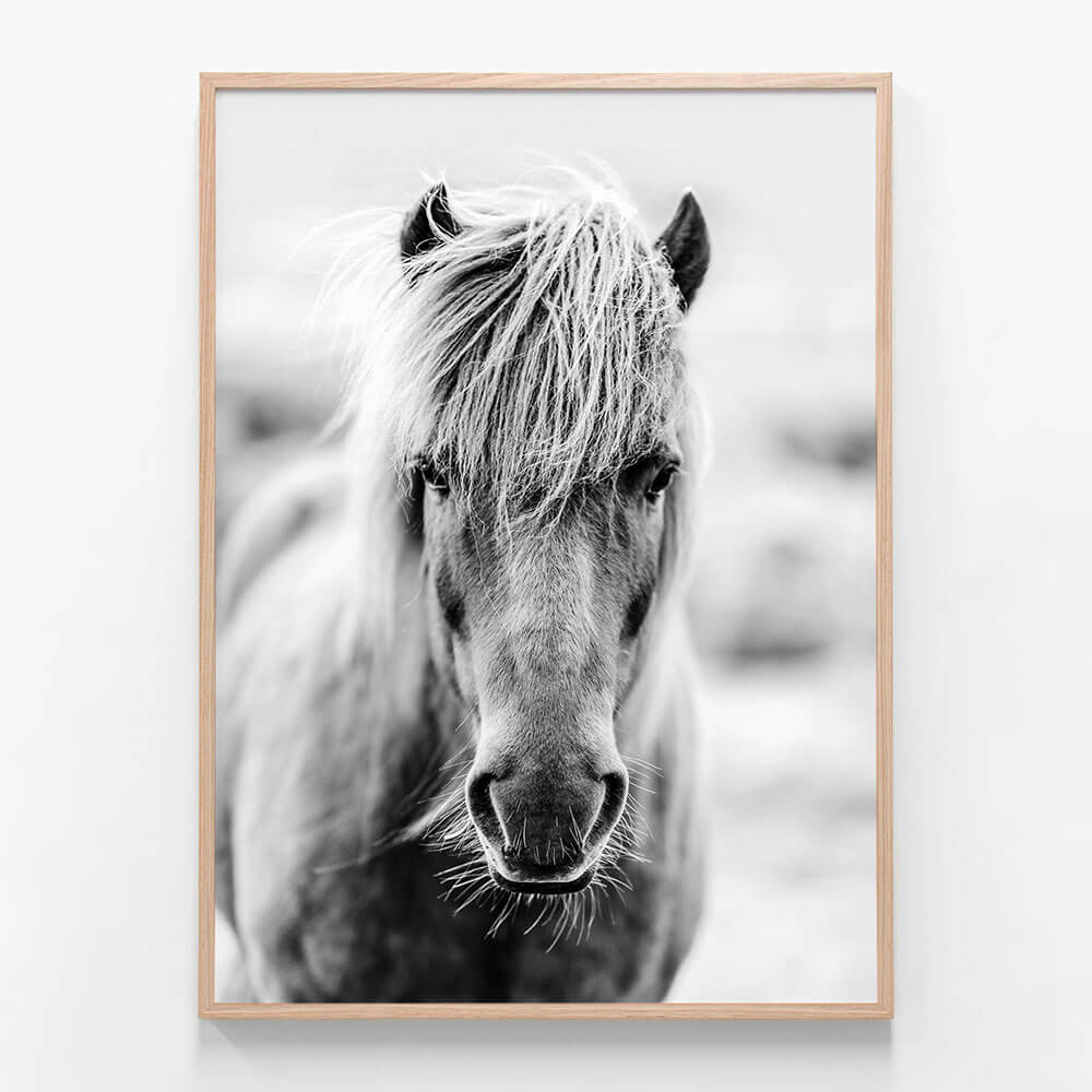 Icelandic Portrait
