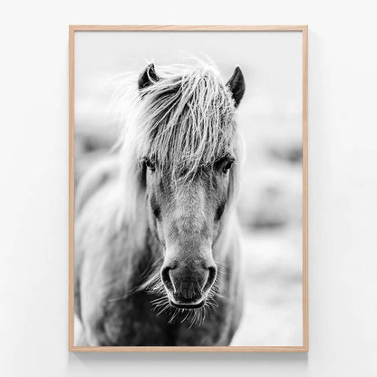 Icelandic Portrait