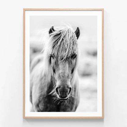 Icelandic Portrait