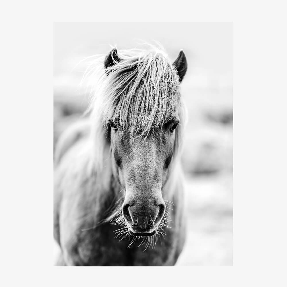 Icelandic Portrait