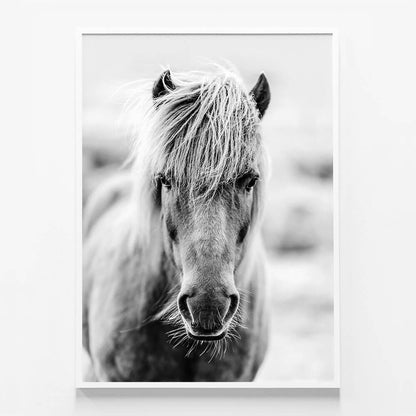 Icelandic Portrait