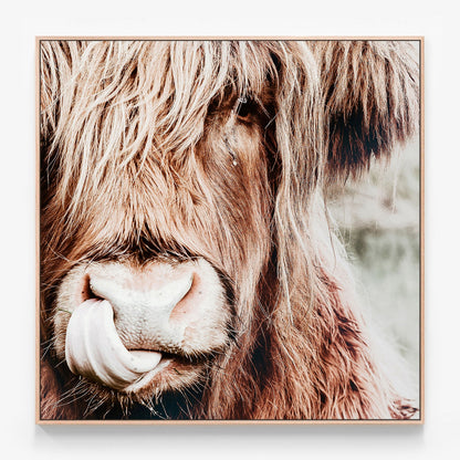 Irvine highland cow Canvas wall art print with oak float frame