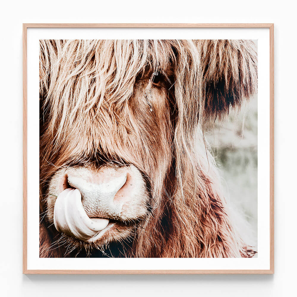 A framed print featuring a close-up photograph of a highland cow's face with a focus on its nose and eyes.