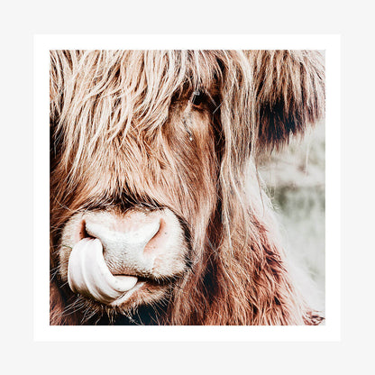 A photo wall art print featuring a close-up photograph of a highland cow's face with a focus on its nose and eyes.