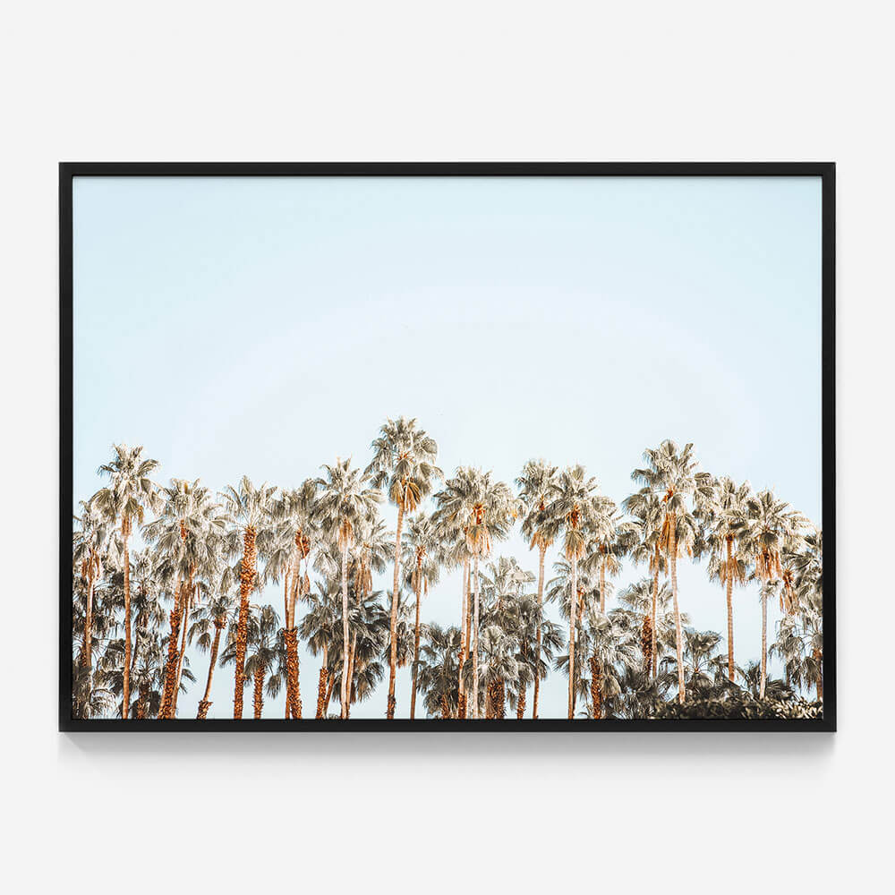 Island Palms