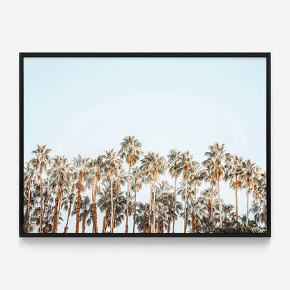 Island Palms