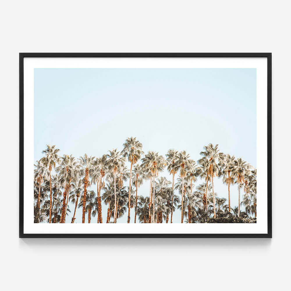 Island Palms
