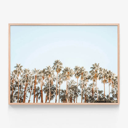 Island Palms
