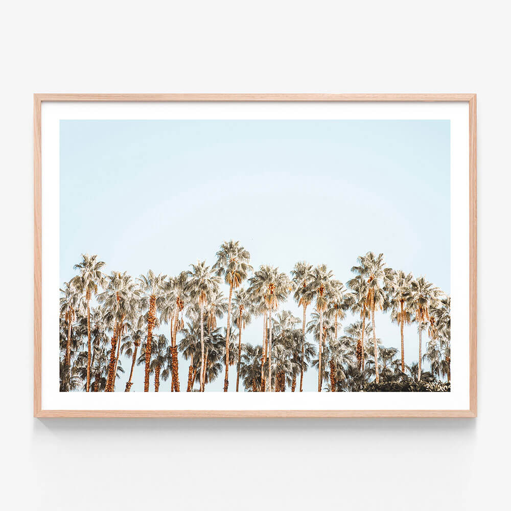 Island Palms