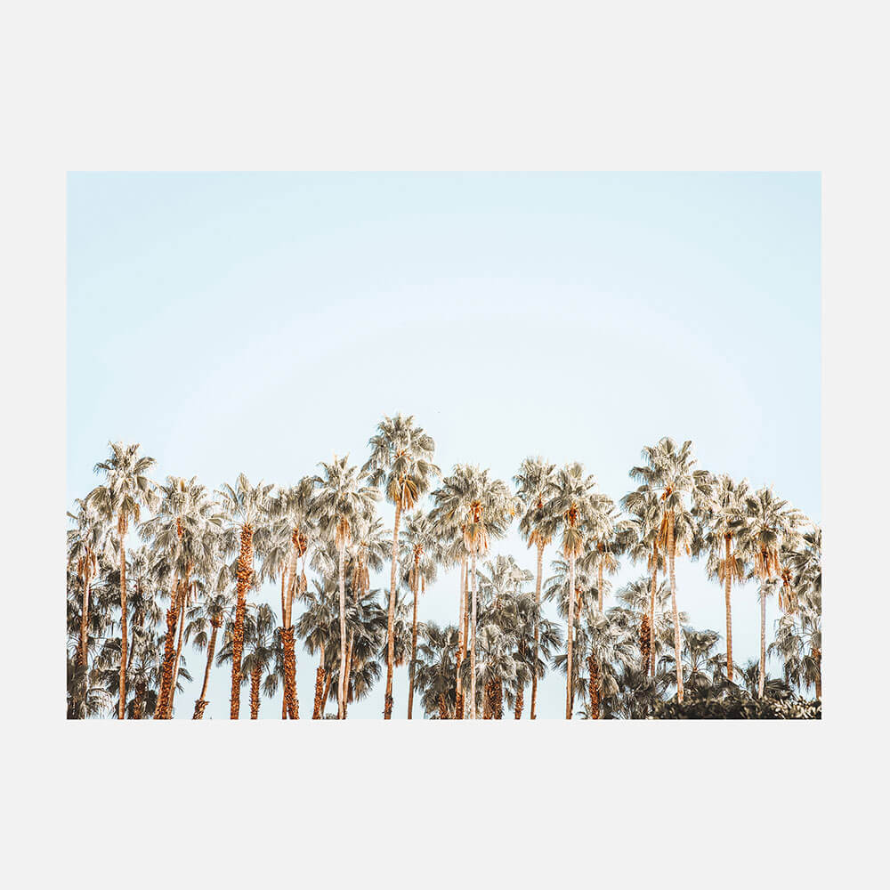 Island Palms