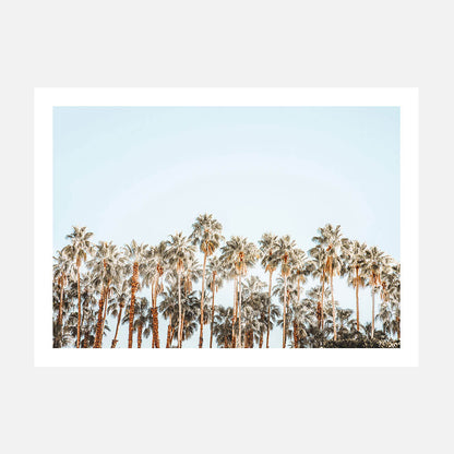 Island Palms
