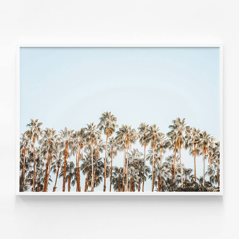 Island Palms