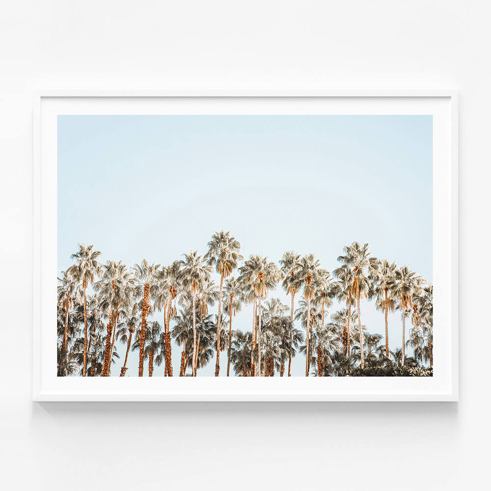 Island Palms