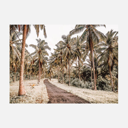 Island Road