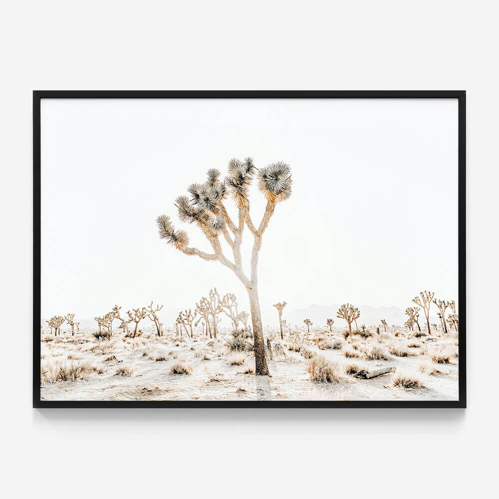 Joshua Tree No. 4