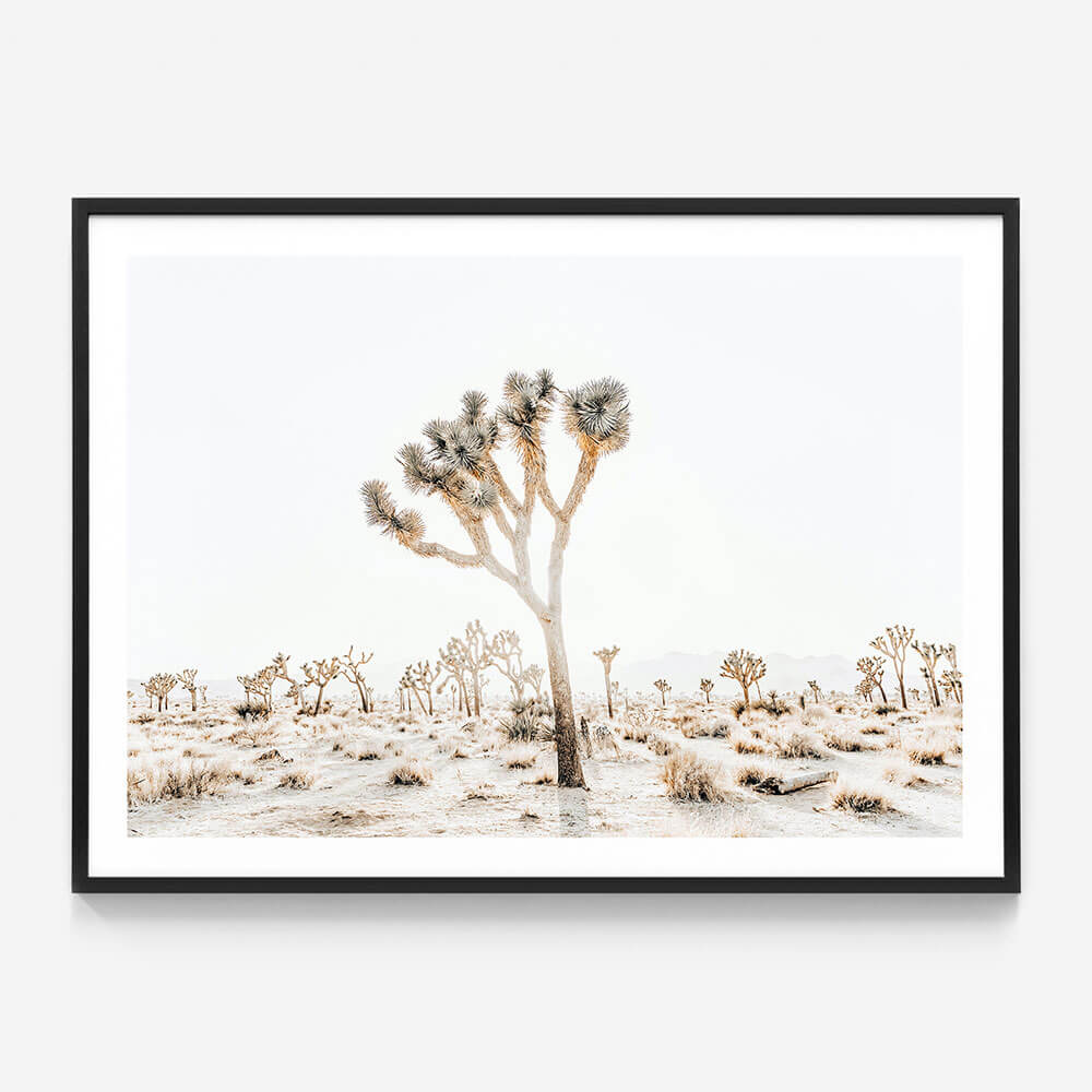 Joshua Tree No. 4