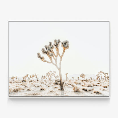 Joshua Tree No. 4 Canvas