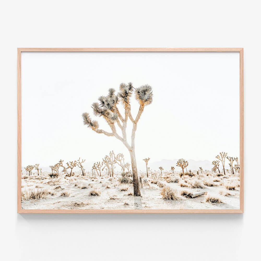 Joshua Tree No. 4