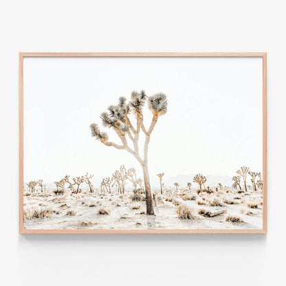 Joshua Tree No. 4