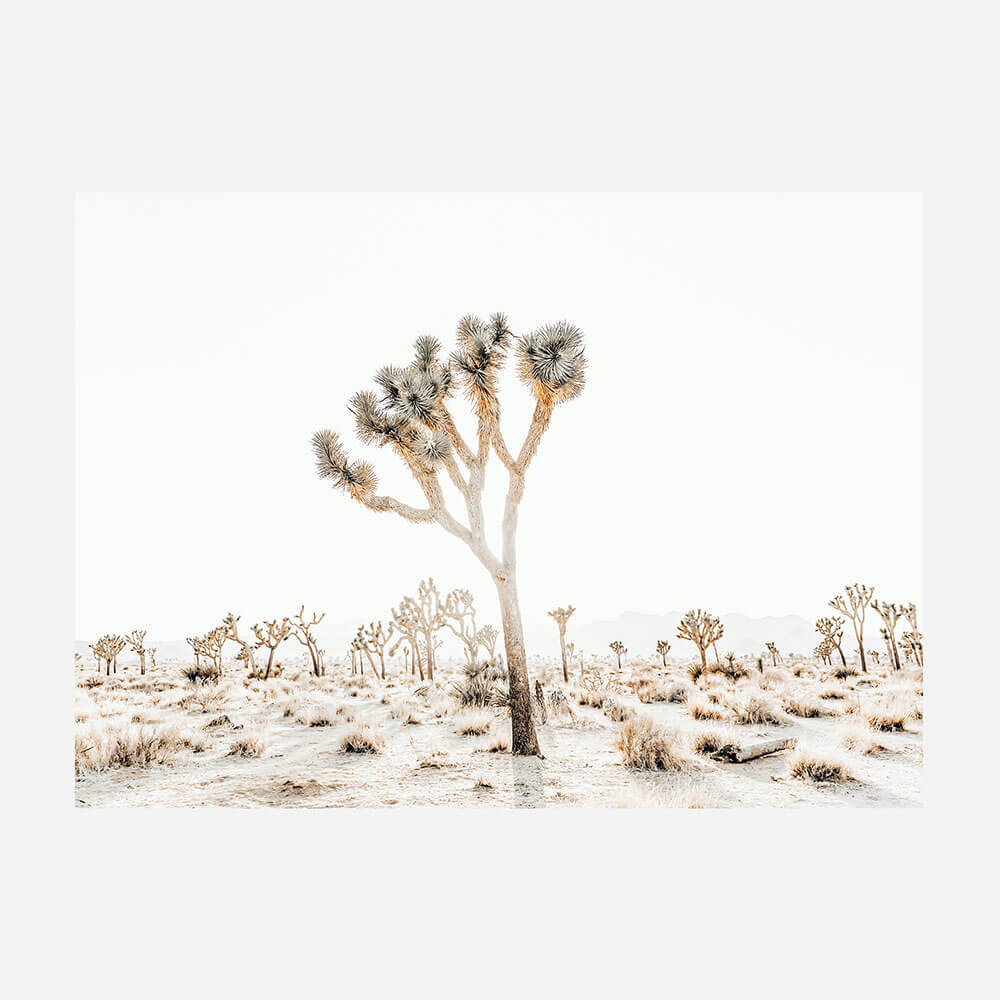 Joshua Tree No. 4