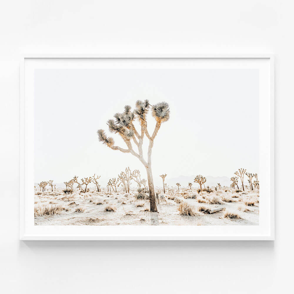 Joshua Tree No. 4