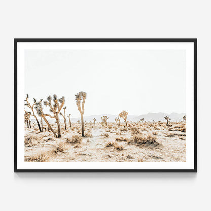 Joshua Tree No. 5