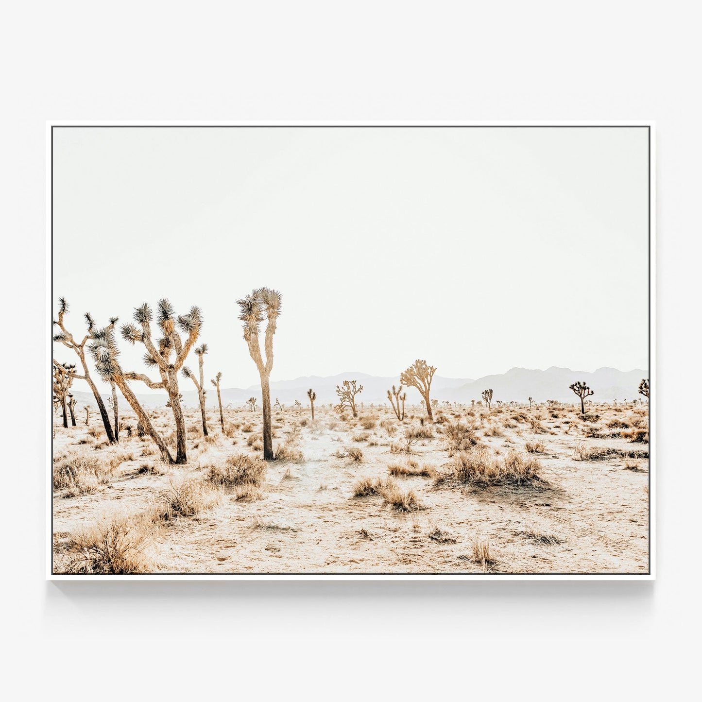 Joshua Tree No. 5 Canvas