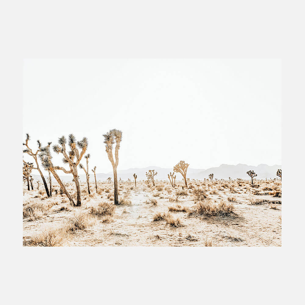 Joshua Tree No. 5