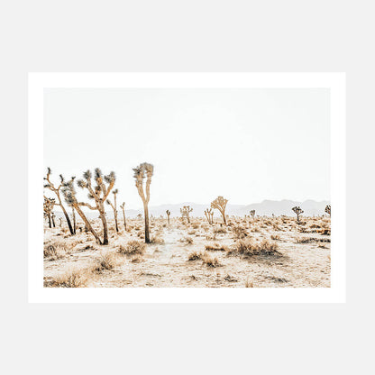 Joshua Tree No. 5