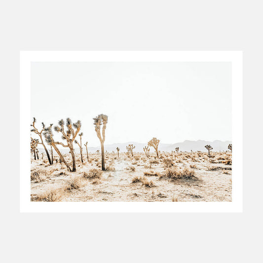 Joshua Tree No. 5