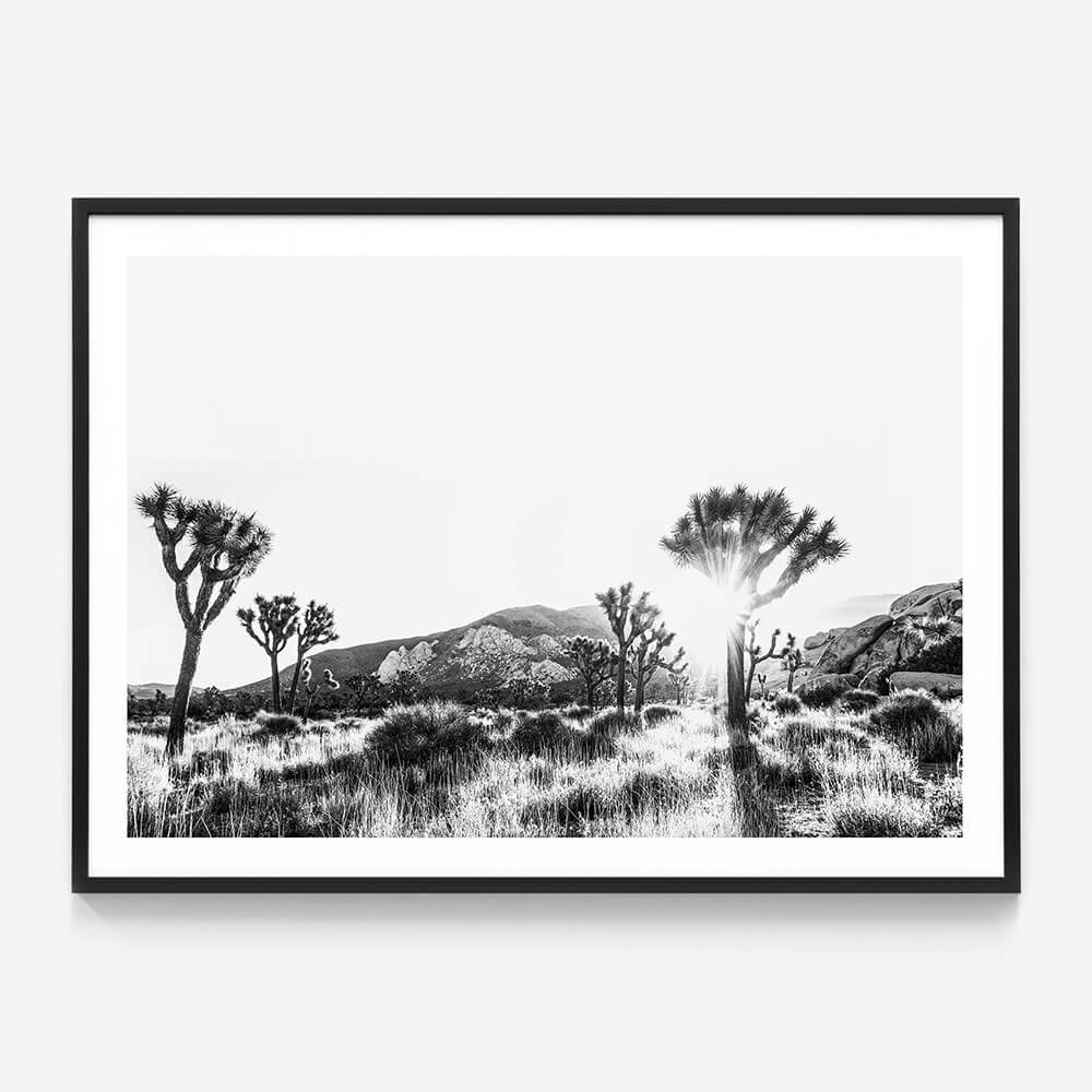 Joshua Tree B&W