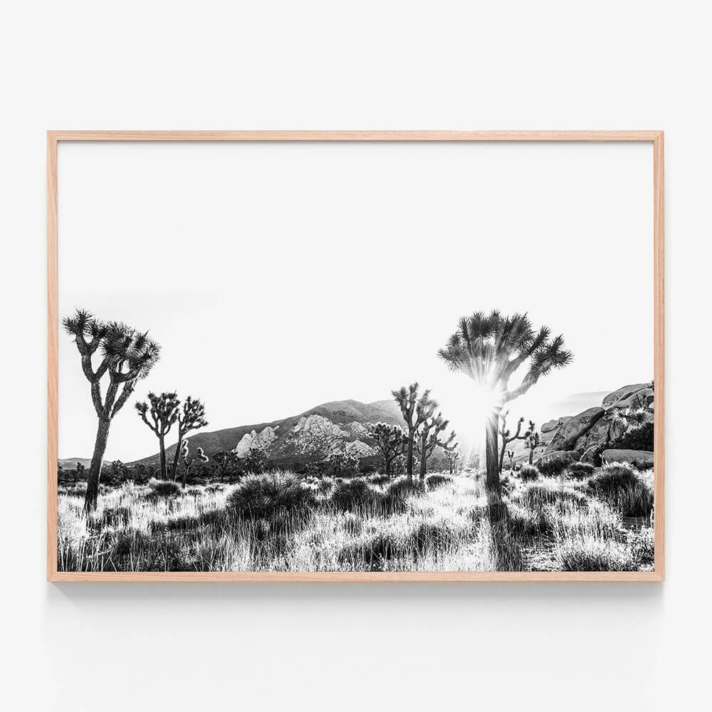 Joshua Tree B&W