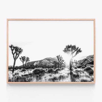 Joshua Tree B&W