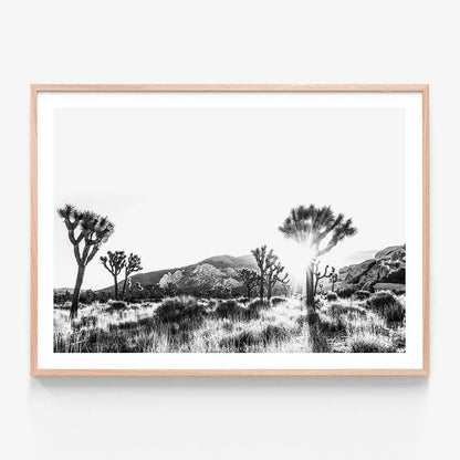 Joshua Tree B&W