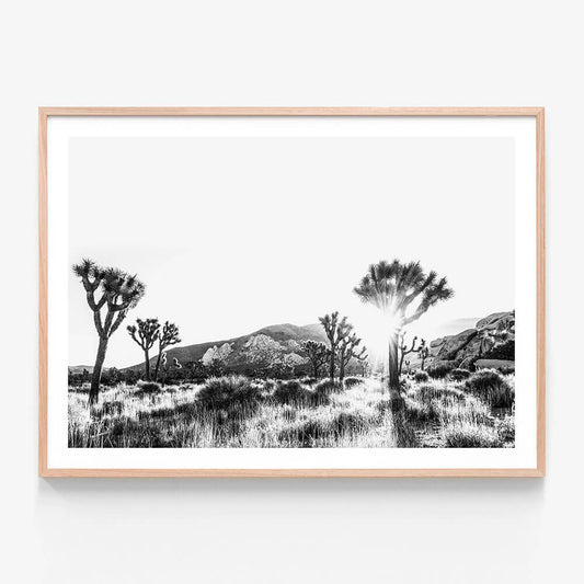 Joshua Tree B&W