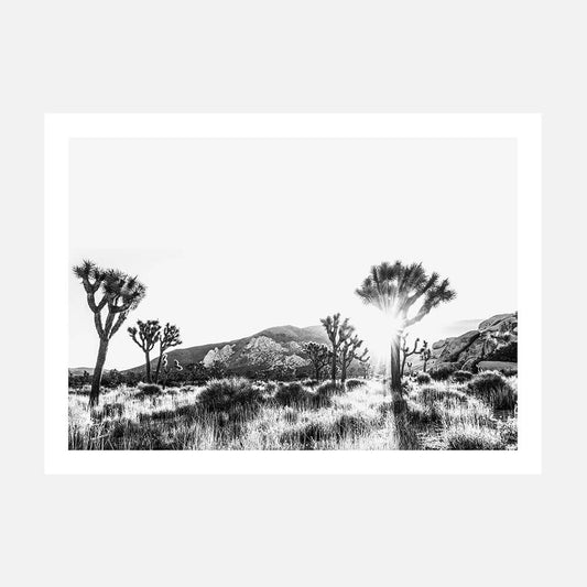 Joshua Tree B&W