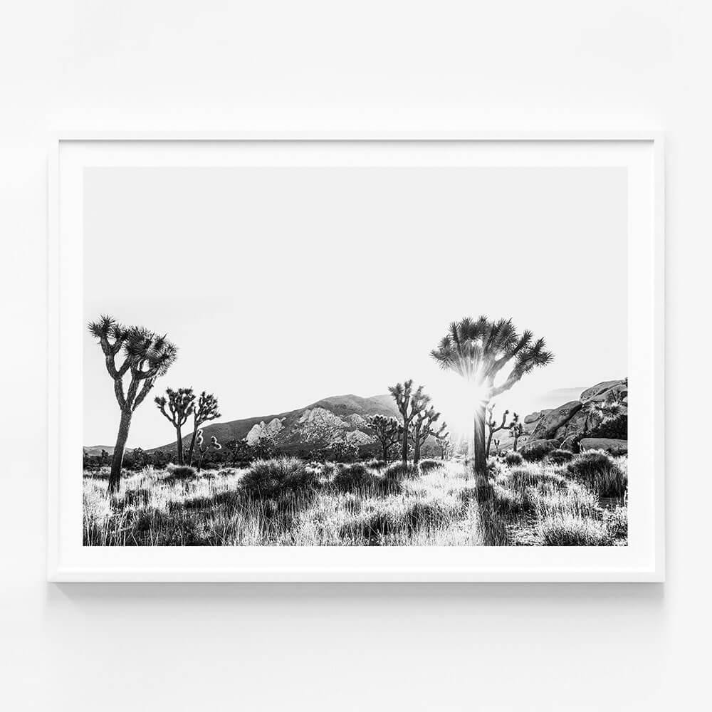 Joshua Tree B&W