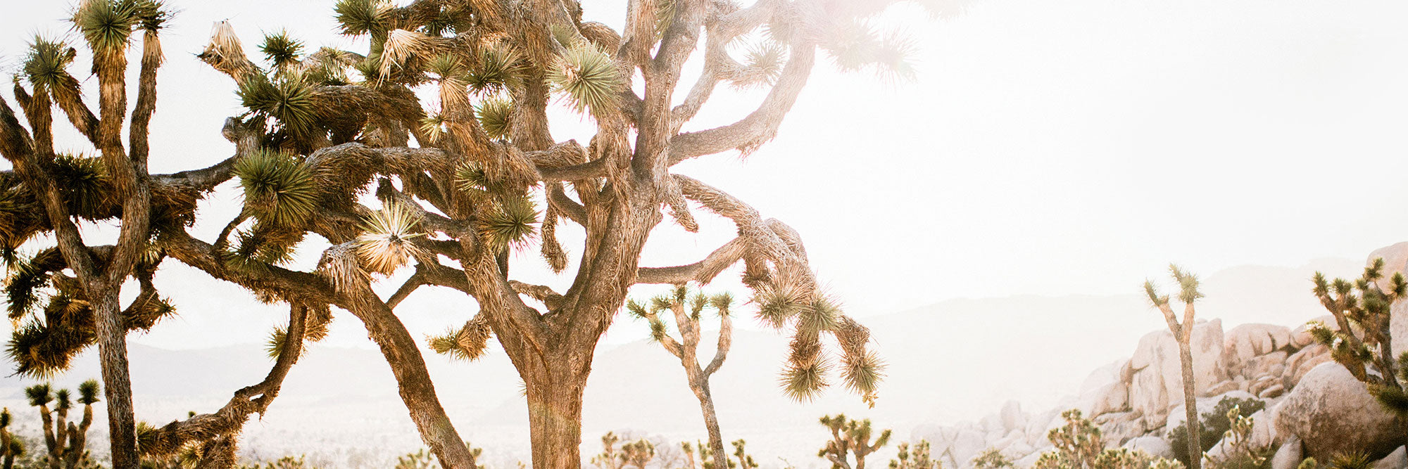 A photography wall art print of a desert landscape with Joshua trees