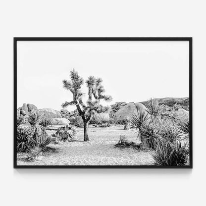 Joshua Tree Sunrise B&W