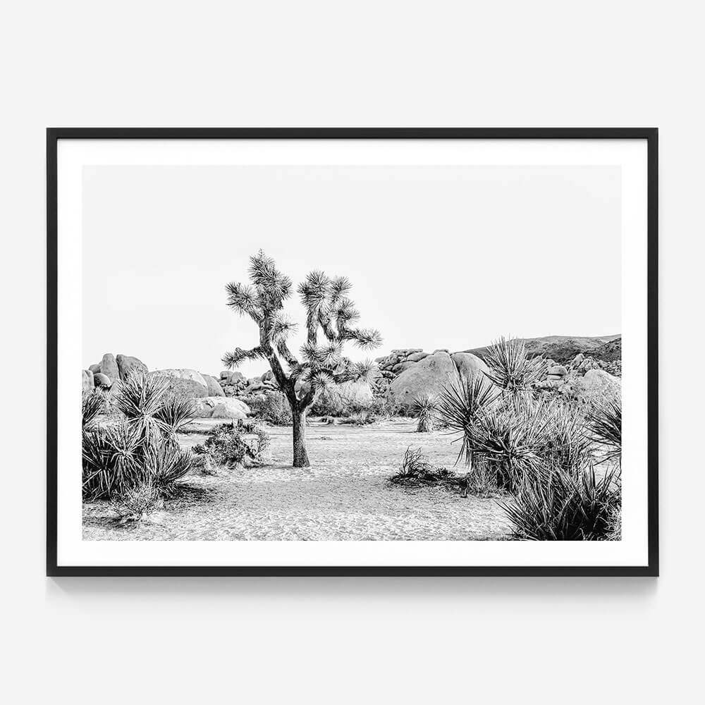 Joshua Tree Sunrise B&W