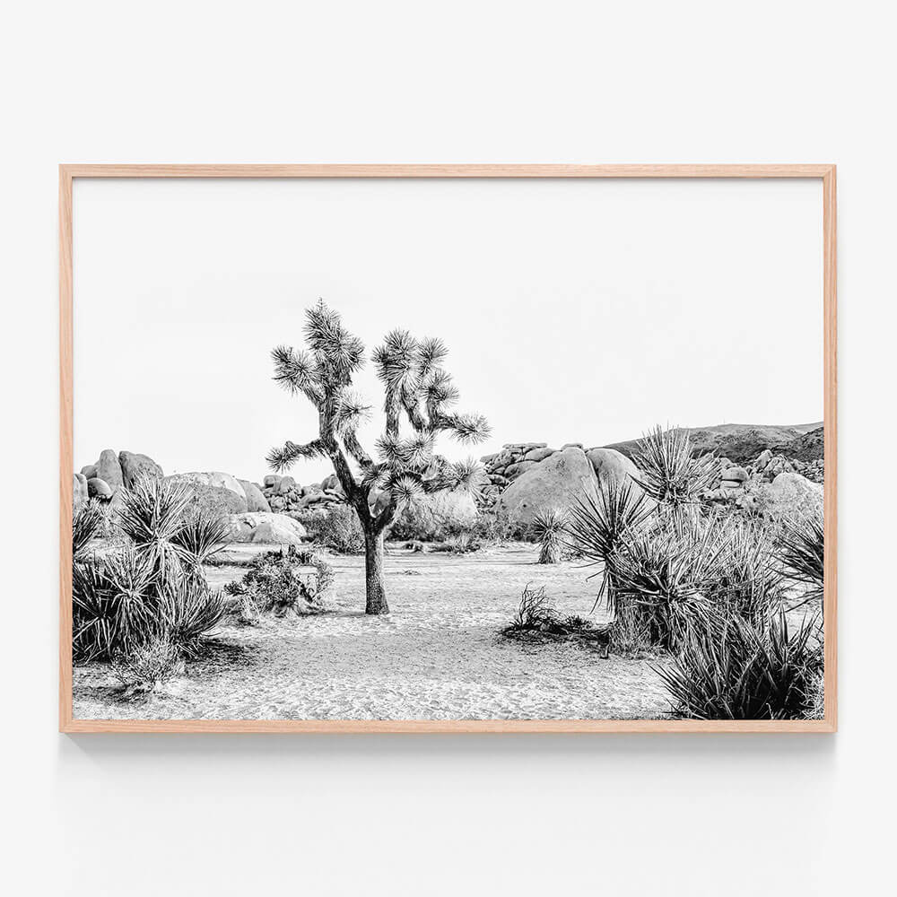 Joshua Tree Sunrise B&W